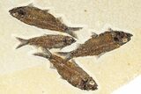 Plate of Four Fossil Fish (Knightia) - Wyoming #383005-1